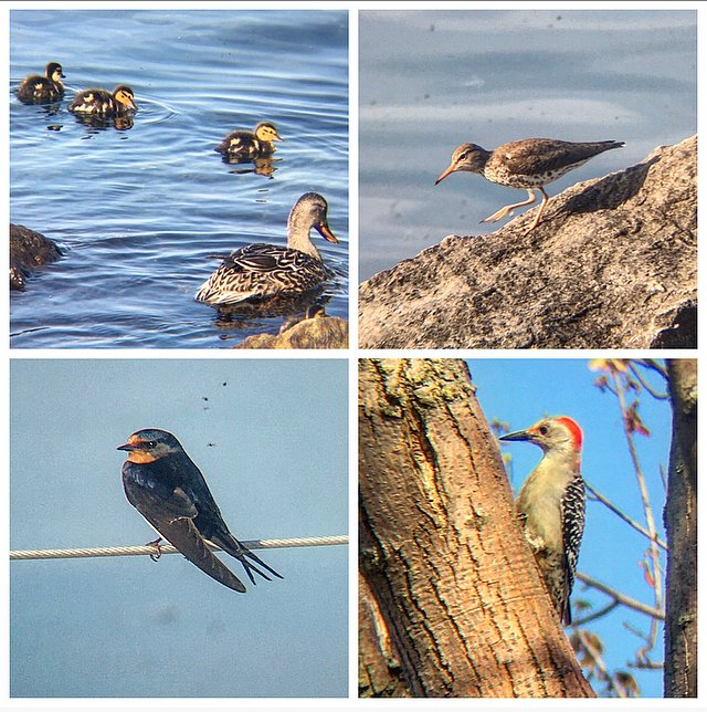 Ontario Place bird notes #31 | Dozens of Cormorants flocking and a Loon calling out on the water this morning. Also Caspian & Common Terns, Yellow Warblers, ducklings, Barn Swallows, a Spotted Sandpiper, and first sighting of an Orchard Oriole and a Red-bellied Woodpecker here.