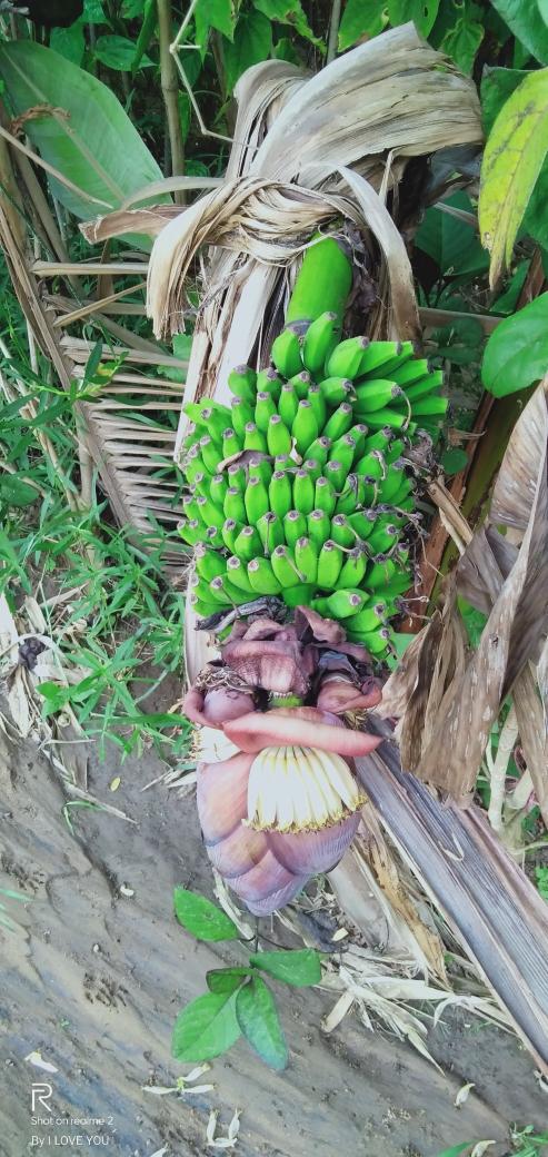 MITHUNS53536214's tweet photo. #ପାଚିଲା କଦଳୀ
ଆମ ବାଡିର😊😊 #lockdownpic https://t.co/O4oVtmzbJ2
