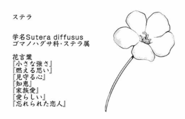 マザコンハーサカ ステラの花の件もどう回収するのでしょうか 花言葉は全部ミコちゃんに当てはまりそうですが 忘れられた恋人 ってまさかつばめ先輩のこと言ってたりしないよね はたまたミコちゃんのことか T Co U8dwojuqdf Twitter