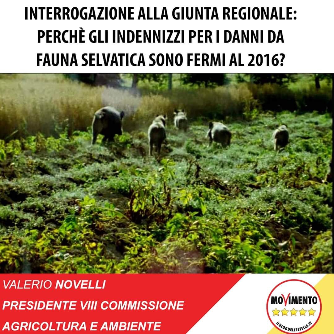 novelli5stelle's tweet photo. Indennizzi da #faunaselvatica fermi al 2016, ho protocollato un'interrogazione alla Giunta #Zingaretti
👇👇👇👇👇👇
https://t.co/ZaLoXzdU6x
#agricoltura #ambiente #ottavanota #presidente #incontrailpresidente #movimento5stelle https://t.co/16zrPM3cxO