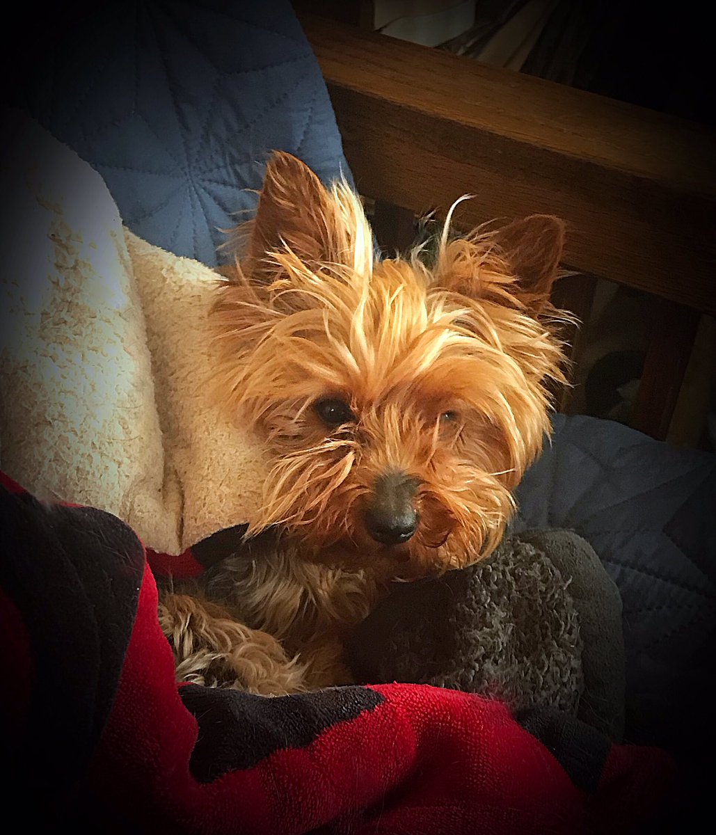 sarahanunn's tweet photo. Even at 2:15 a.m. Stella is perky.
😊
#GOBACKTOSLEEPLIKERIGHTNOW #NeedsABath #NeedsAGrooming #Dogsomnia #wednesdaymorning #Yorkie #SeniorDog #RescueDog #DogsofTwittter https://t.co/SEGvY7AWNW
