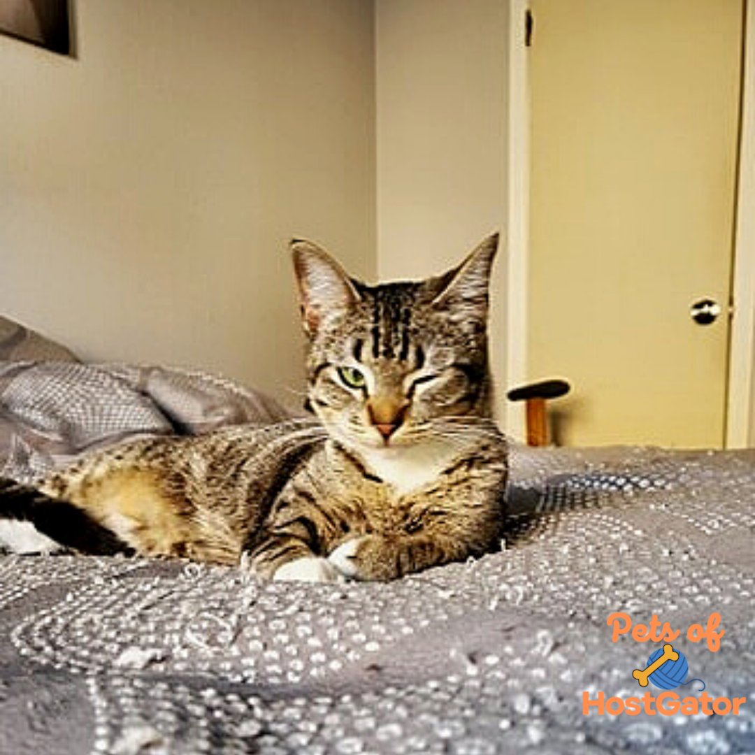 HostGator's tweet photo. Heeere's Lyssa!
She really enjoys her dad working from home lately. This arrangement provides her a constant lap to monopolize, and someone to scream at all day for cat treats. #petsofhostgator #favoritedistraction https://t.co/3u6JWeDvuX