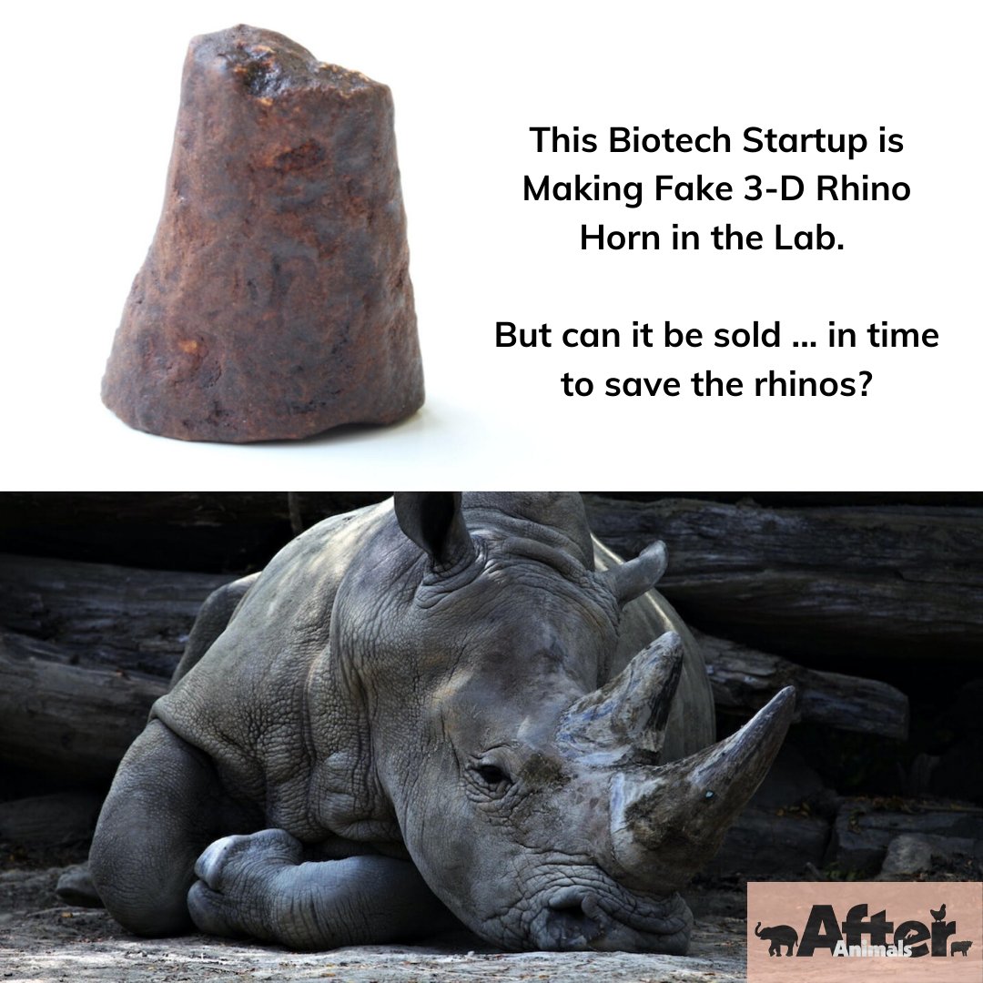 After Animals Podcast (@afteranimalspod) on Twitter photo Check out our latest episode, feat. @Pembient CEO <a href="/matthewmarkus/">Matthew Markus</a> on the science + politics of lab-grown, fake rhino horn: bit.ly/3gmqSqm #AfterAnimalspodcast #savetherhino #RhinoConservation #biofabrication #CITES #wildlifetrafficking #WorldRhinoDay #endangeredspecies Check out our latest episode, feat. @Pembient CEO <a href="/matthewmarkus/">Matthew Markus</a> on the science + politics of lab-grown, fake rhino horn: bit.ly/3gmqSqm #AfterAnimalspodcast #savetherhino #RhinoConservation #biofabrication #CITES #wildlifetrafficking #WorldRhinoDay #endangeredspecies