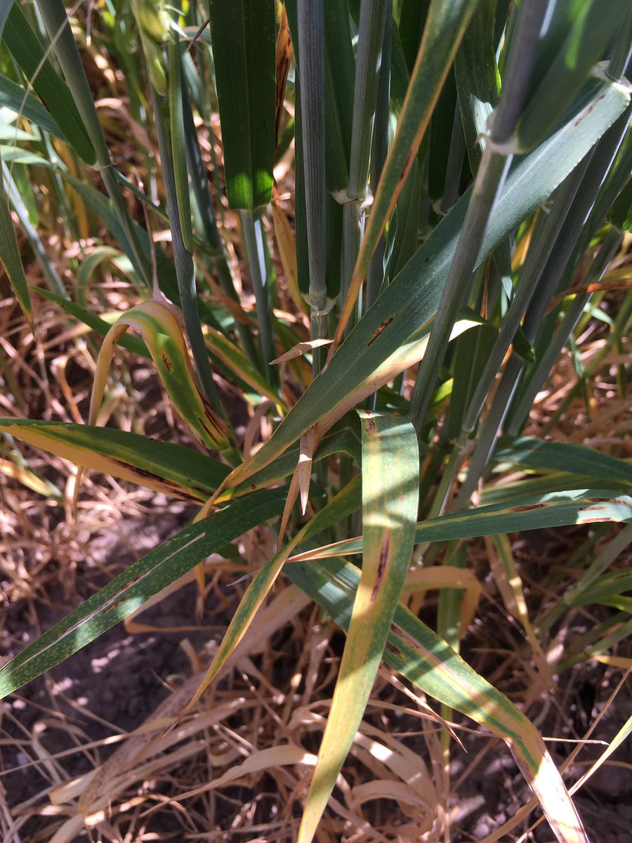 Some interesting effects in one of our elicitor trials today. On top of the net blotch control from the elicitor there was also a clear reduction crop stress accompanied by a greening effect. @UPL_UK <a href="/UPLTechnical/">UPL UK Team Technical</a>