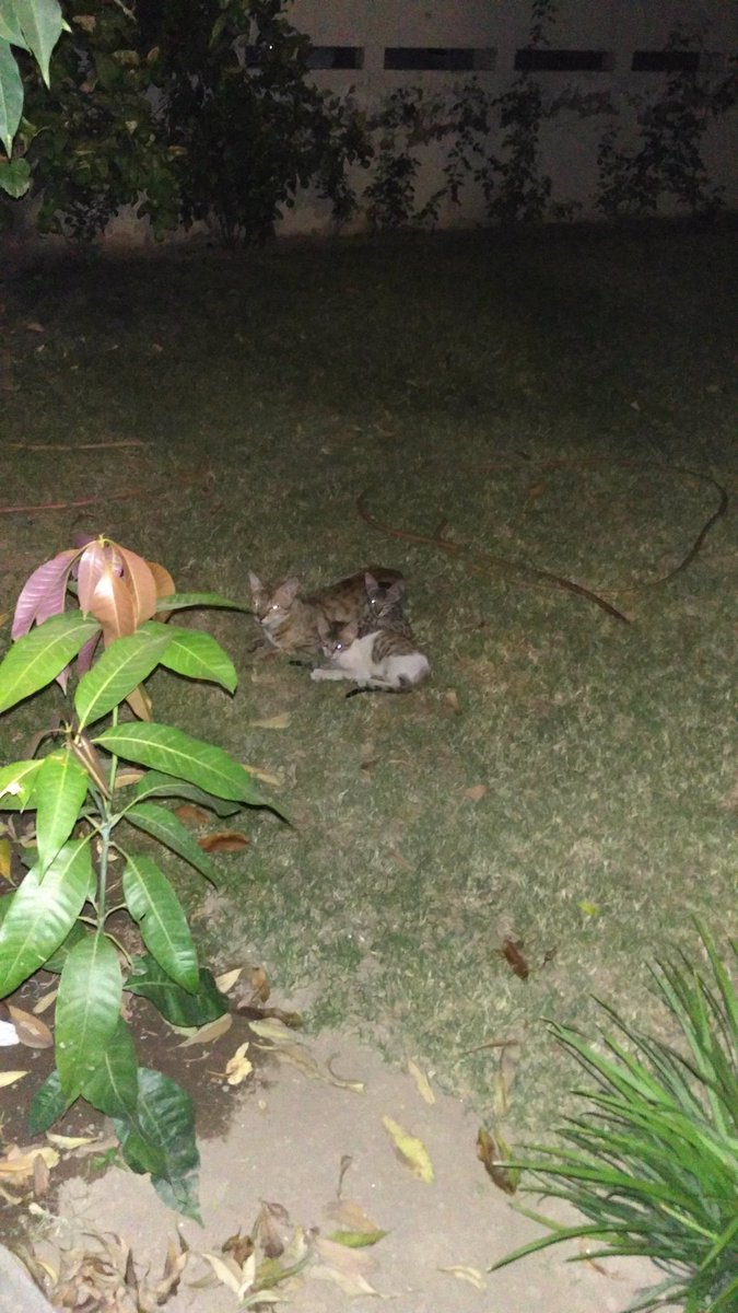 exbad777's tweet photo. #CatsOfTwitter #backyard #Kittens #withmomma https://t.co/mG1IVCsqKd