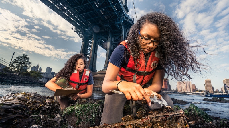 Did you know the Hudson River once was home to oysters the size of dinner plates? These fascinating mollusks play an important role in the marine ecosystem. Learn how environmentalists are working to repopulate our waters.

billionoysterproject.org