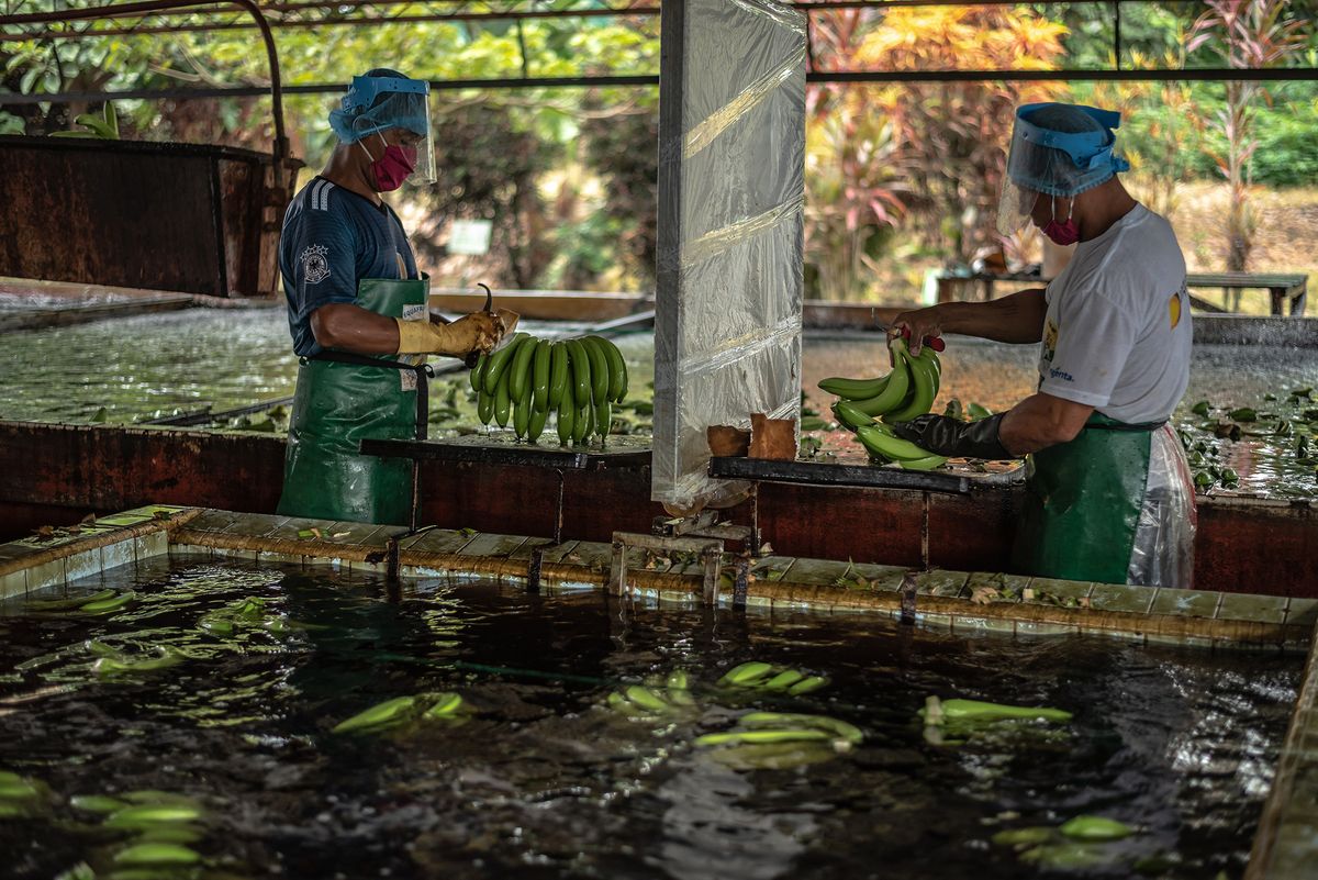 La malattia causata dal fungo #TR4 sta danneggiando l’industria della #banana in Sud America. Ma quella che sembra una possibile catastrofe, ancor più se sommata al #Covid, potrebbe però trasformarsi in un'opportunità per i produttori locali? fruitbookmagazine.it/ecuador-il-cov…