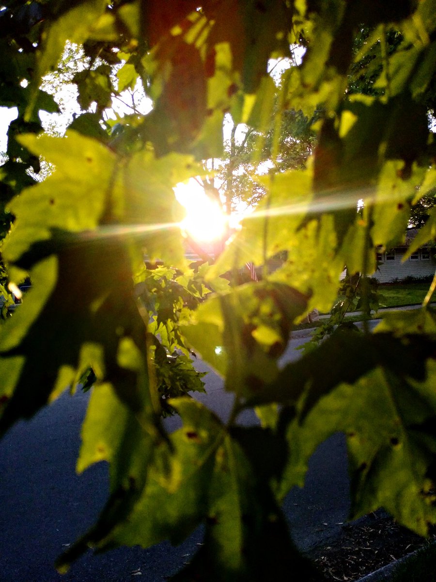 light_writer_'s tweet photo. ☀️🍃 #sunset #sun #leaves #nature #photography #lightwriter #editor https://t.co/eKdl5DrrKj