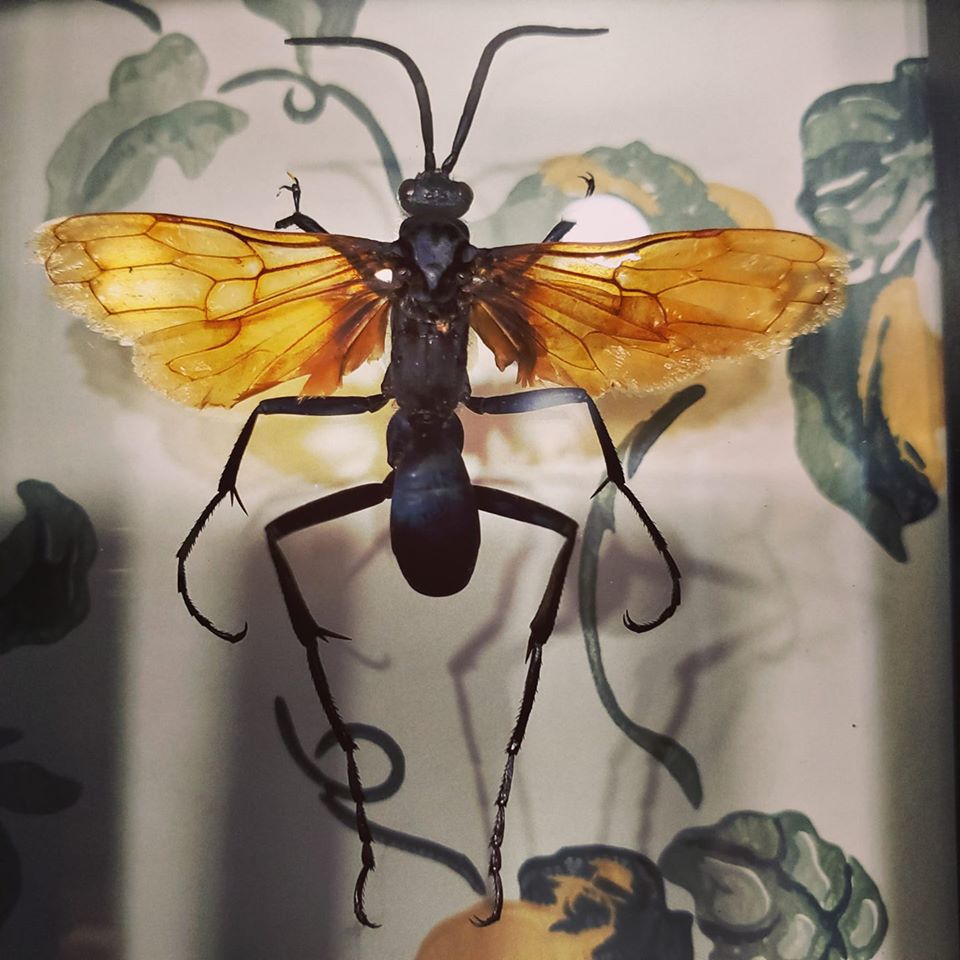 TheEvolutionNYC's tweet photo. This Menacing Spider Wasp is going to musical Nashville Tennesee ๐ธ. A harmonious addition to any wunderkammer. This has been the high note ๐ถ of my day! ๐
#I๐คEvolution #TheEvolutionStore https://t.co/apip6Xo3lu