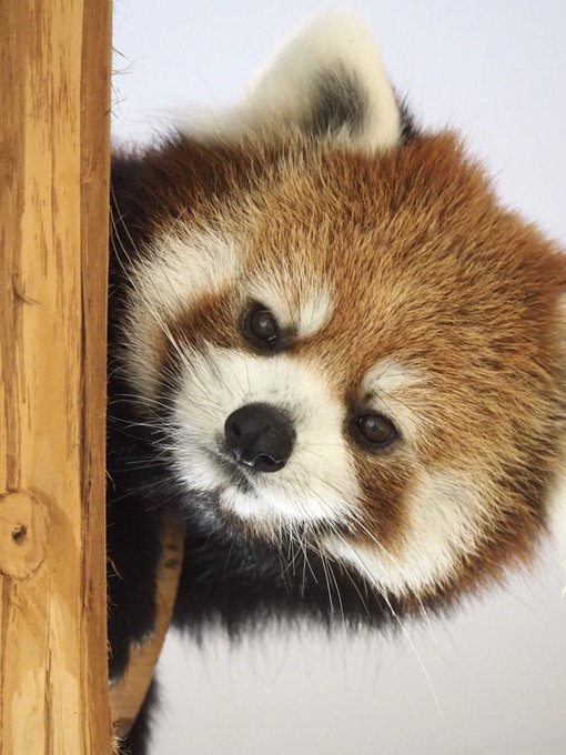 レッサーパンダ 高画質 のtwitterイラスト検索結果 古い順 レッサーパンダ 高画質 のtwitterイラスト検索結果 古い順