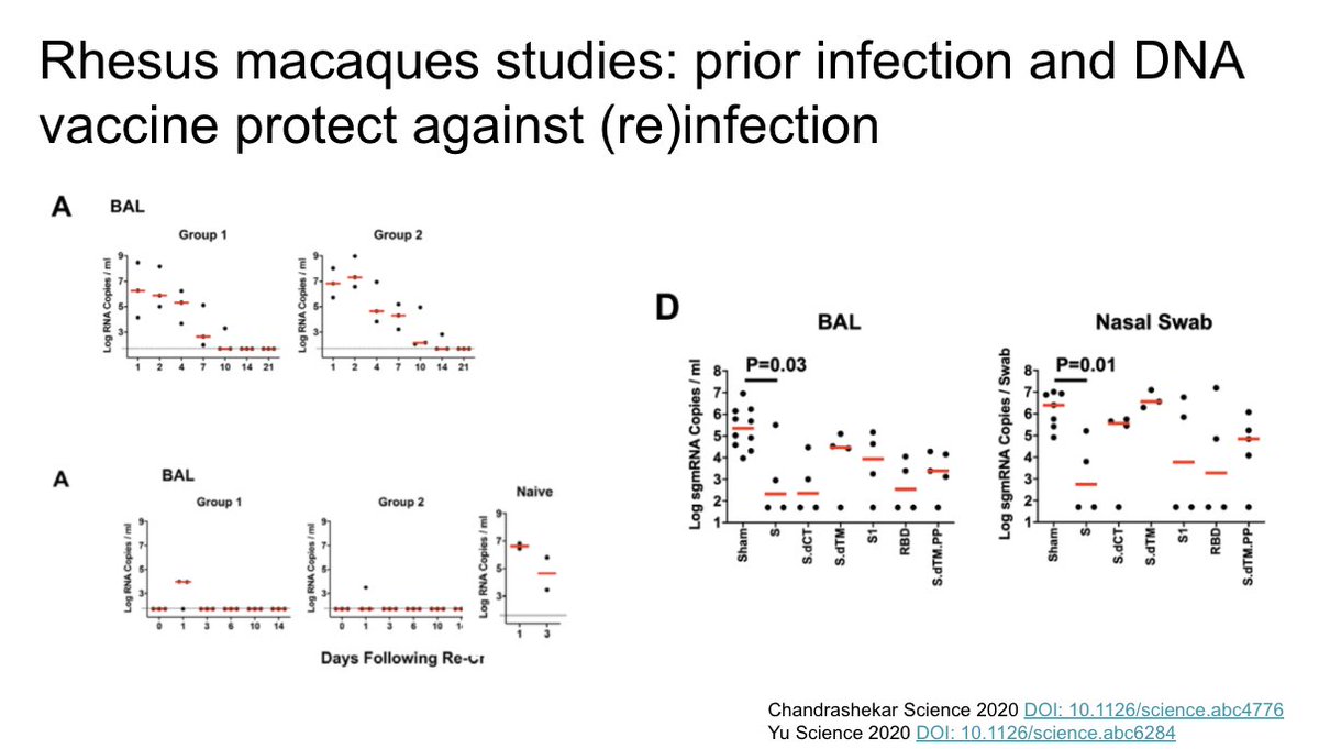 Studies published in Science in rhesus macaques show evidence of immunity to reinfection as well as protection after inoculation with DNA vaccine product https://science.sciencemag.org/content/early/2020/05/19/science.abc4776 https://science.sciencemag.org/content/early/2020/05/19/science.abc6284