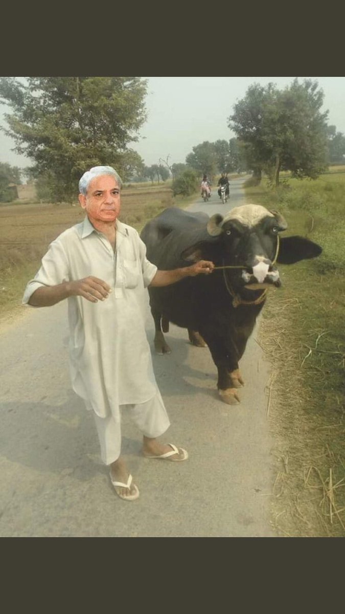 Suneela94345461's tweet photo. @alikhan221022 Shameless chota ganja 69 ka Wadda pra 67 ka ye kia majra hey aye Merey Allah  #Laddakh #PleaseGoBack #China #IndianArmy #ChinaComesModiRuns #ChinaComesIndiaRuns #Endia #HamaraKabootarWapisKaro #PigeonVsIndia #PigeonJihad #pigeon #PakistanZindabad #rippmln #gameovershowbaz https://t.co/dr7IqUnRsZ