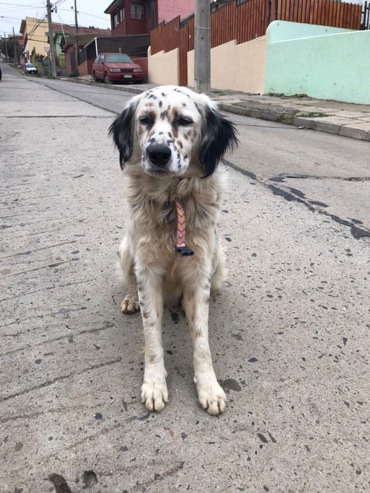 AnimalParaiso's tweet photo. Favor compartir, se busca a su familia, este perrito fue encontrado anoche en calle Santa Marta al llegar al Sename (Playa ancha, #Valparaíso) tiene un collar semicortado pero no porta identificación.

Contacto o más info al fono o WhatsApp: +56 9 4235 5806. https://t.co/bhip8y3aWh