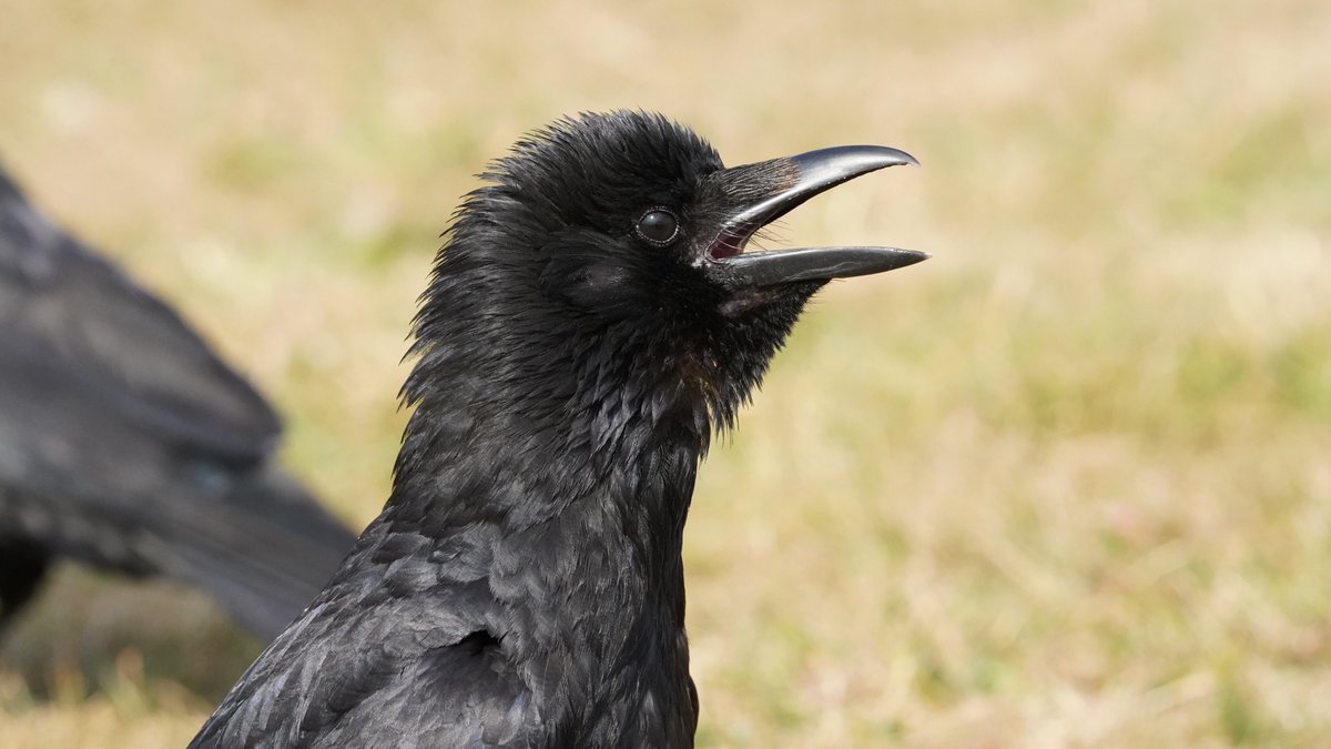 punk rock crow