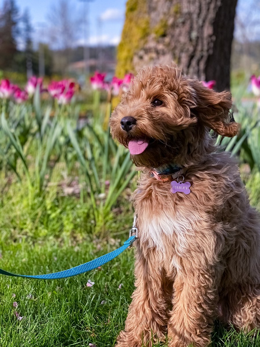 6/ Seattle has splendid outdoors: Mt Rainier, Olympics, Cascades, 500+ parks. Our pup has been loving exploring new trails and waterfronts every time we go for a walk