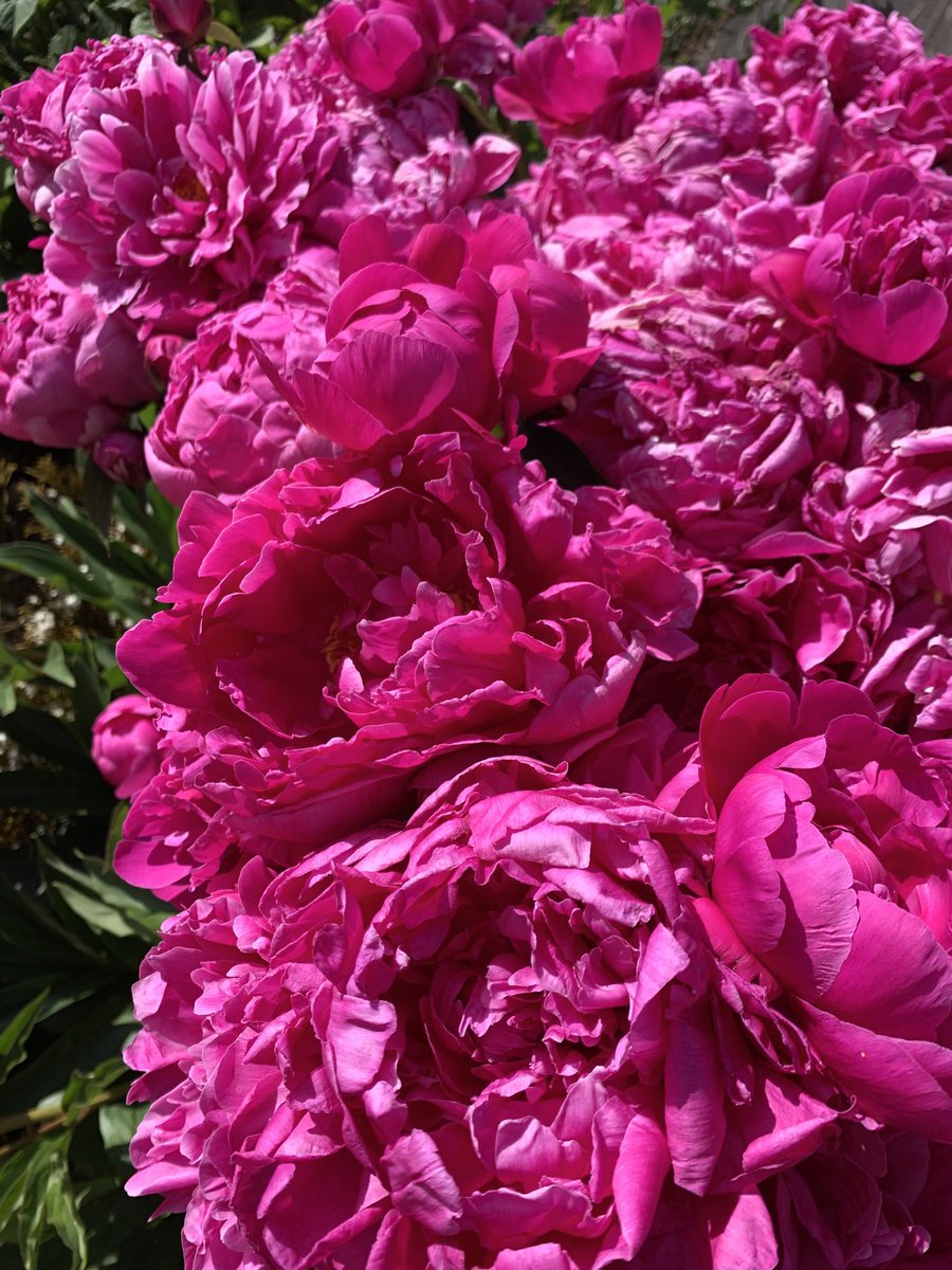 srparkin's tweet photo. #peonies https://t.co/oobhLmPtJI