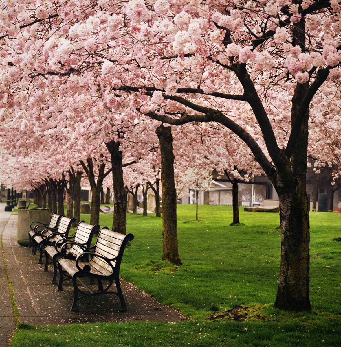 8/ University of Washington ( @uw) is one of the top US universities. Magnificent 700-acre campus with landmark buildings such as Suzzallo Library, lined with Yoshino cherry trees. Has a Berkeley feel to it. Right in the center of the city