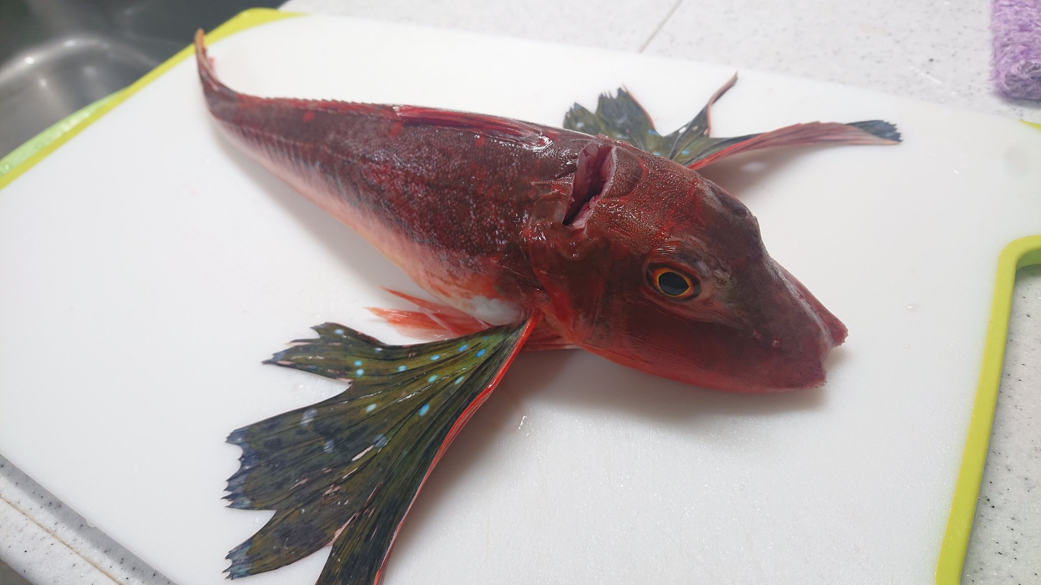 釣りバカ直吉 夕べはホウボウを薄造りにしました コツは皿を回しながら盛り付ける ポン酢にもみじおろし 最強説 笑 毎日19時より料理配信頑張ってます 気軽に来てね Live812 300コイン付いてくるよ T Co Zqkckv7aix 驚きと感動リレー