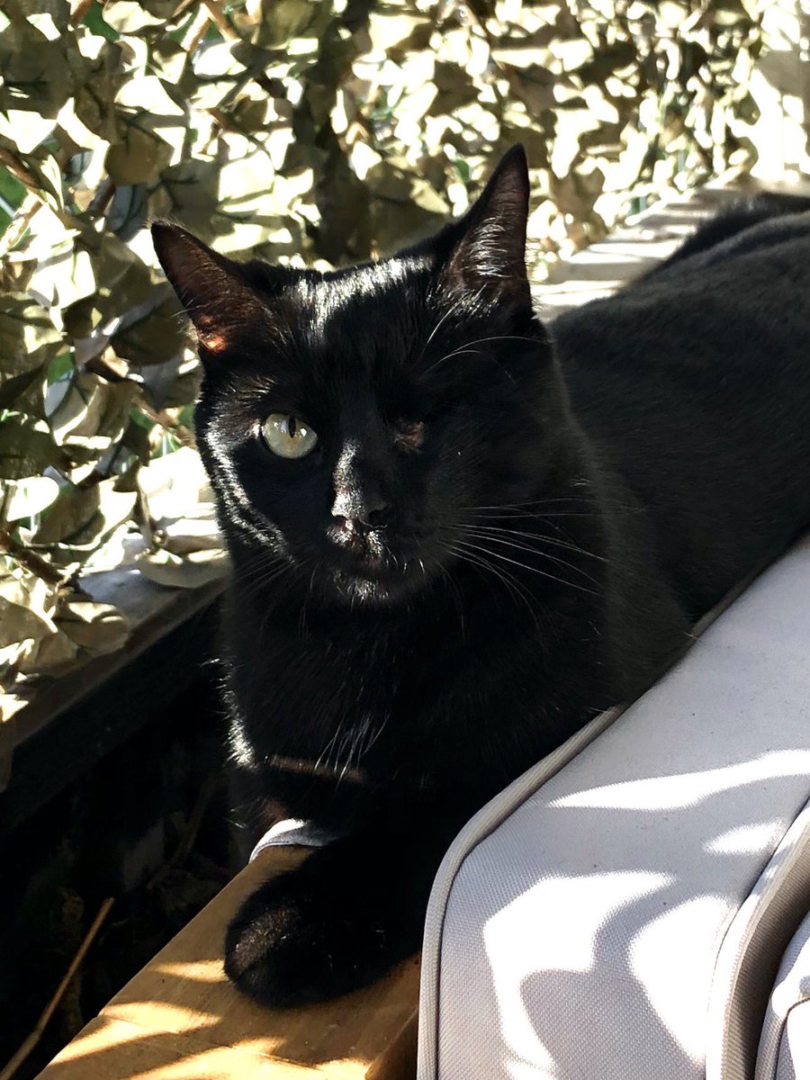 arthurbary_'s tweet image. Wsh j’suis dehors tranquille et là j’entends pas les enfants de mon immeuble ils appellent mon chat « Le chat pirate »  #EqualityForAll #EqualityForCat #RespectDifference #DifferenceIsBeautiful