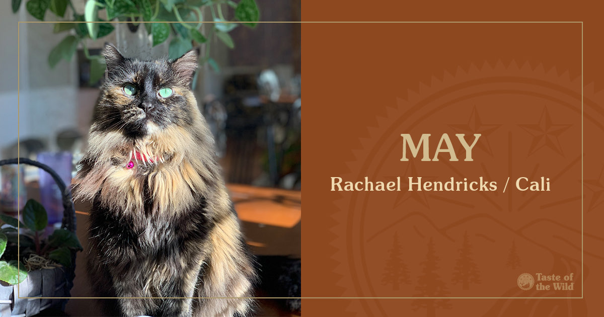totwpetfood's tweet photo. Meet Cali (or Fluffer Nutter as her human, Rachael Hendricks, calls her), our May #FromThePack winner! 😻🏆 Cali met her humans when she was just two months old after she was found on her grandpawents’ farm in Indiana. https://t.co/wxLwnIALkx