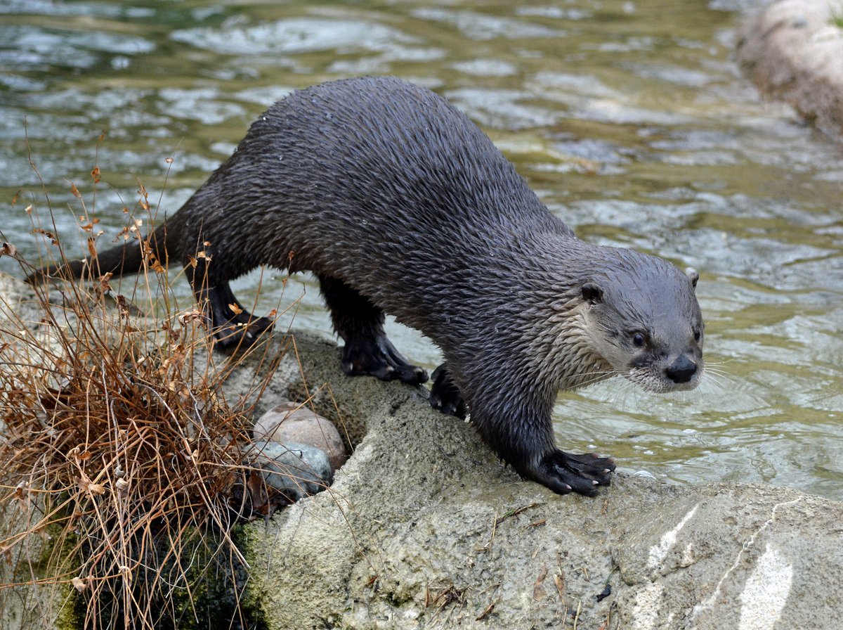 Detroit Zoo Ar Twitter Happy World Otter Day Did You Know Otters Have The Thickest Fur Of Any Mammal Their Waterproof Pelt Can Have As Many As 850 000 Hairs Per Square Inch Detroit Zoo Ar Twitter Happy World Otter Day Did You Know Otters Have The Thickest Fur Of Any Mammal Their Waterproof Pelt Can Have As Many As 850 000 Hairs Per Square Inch