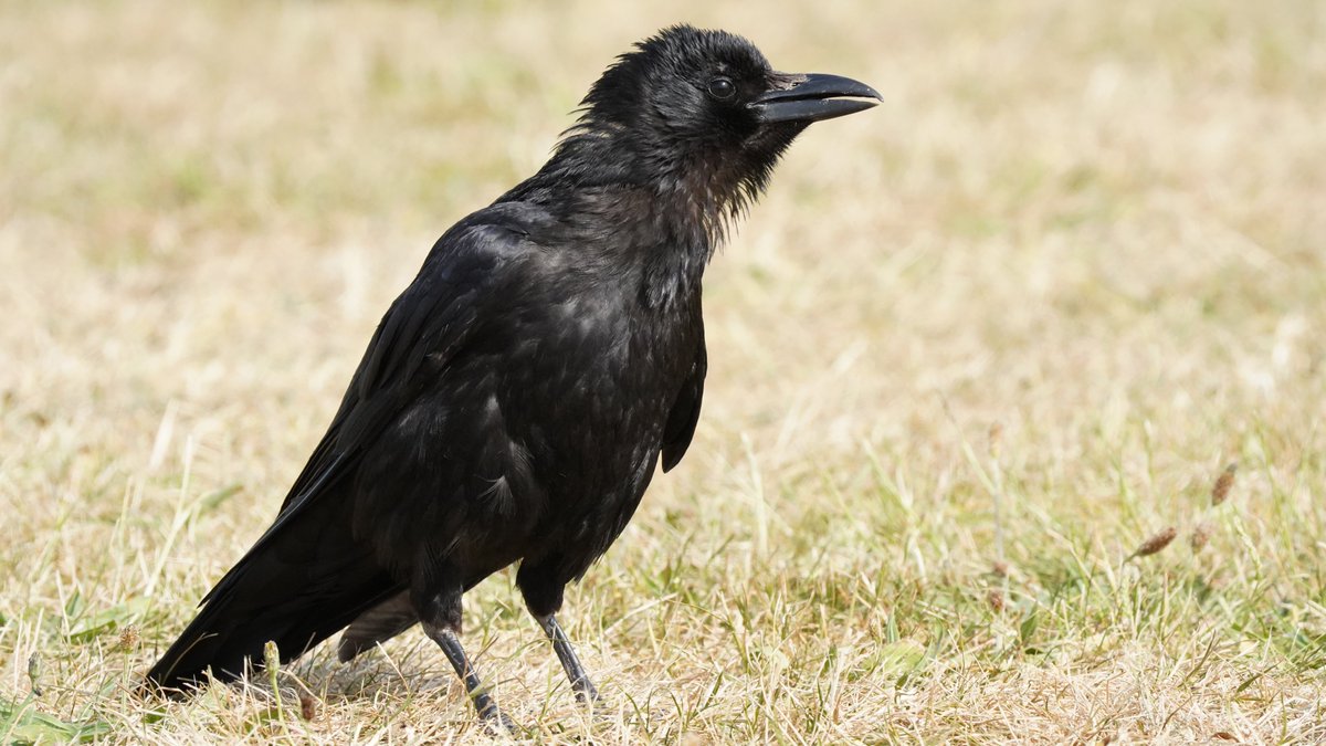 here's another punk rock crow, but more dadpunk