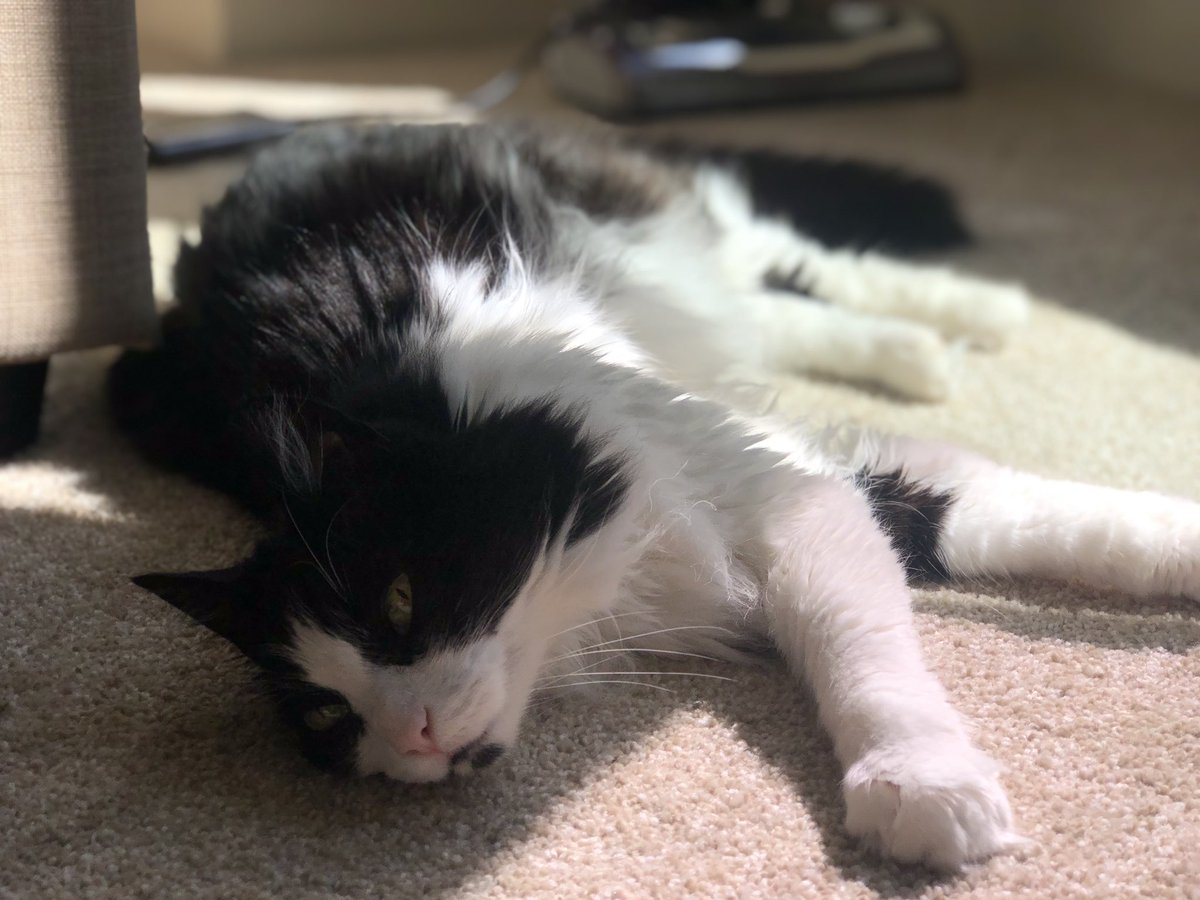 fluffybros's tweet photo. Just getting some ☀️#CatsOfTheQuarantine https://t.co/O3V5lWR6Do