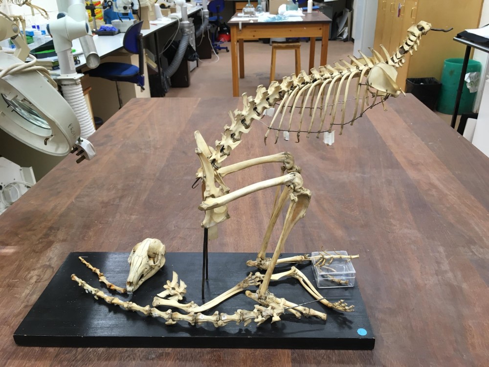 Nat_SCA's tweet photo. The thigh bones connected to the …? How to conserve a historic wallaby skeleton. https://t.co/8llHEVevcF https://t.co/pmDbqNBv5f