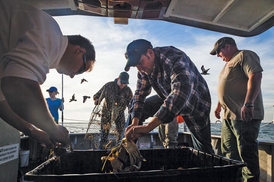 MDEnvironment's tweet image. Celebrate the Bay by supporting those who bring us locally harvested food. buff.ly/3ex9E8b