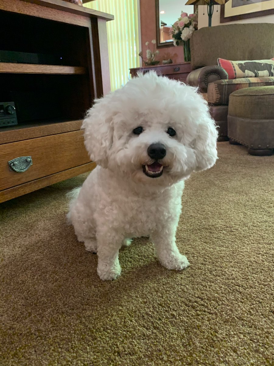 nedinachristina's tweet image. 🙌🏼 First ever home grooming. #pandemicproblems