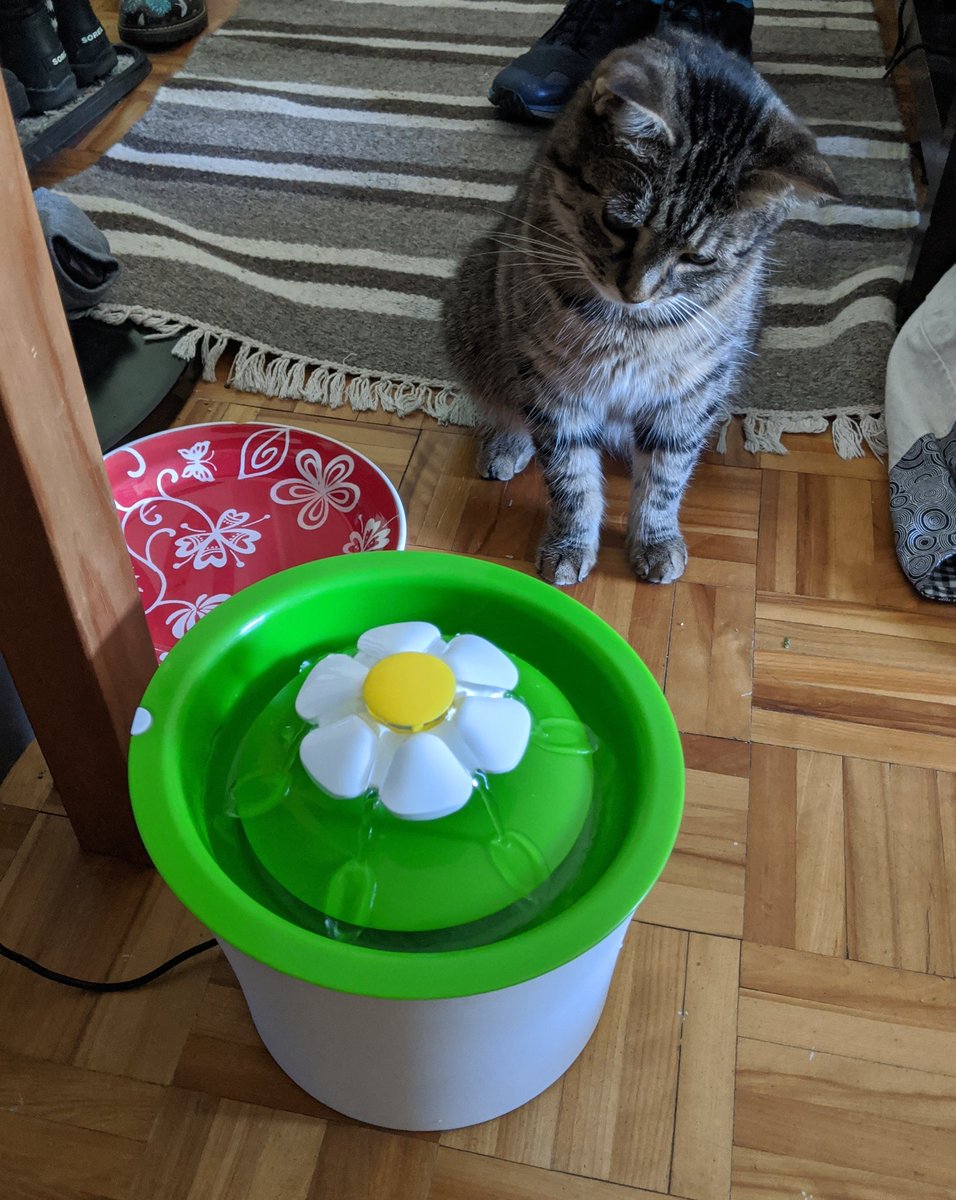 bought jade a water fountain and she's currently Very Perplexed