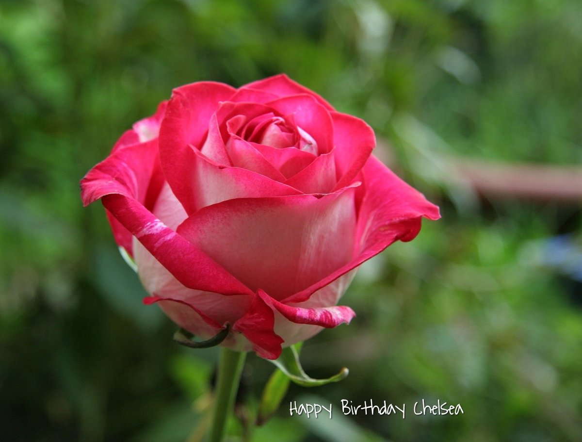 #HappyBirthday 🌸😄🌸 <a href="/chellygilligan/">Chelsea Gilligan</a>