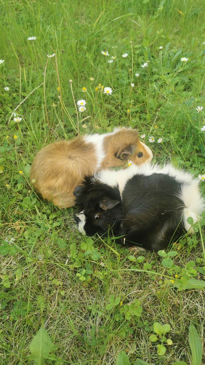 monisstandpunkt's tweet photo. Ich liebe meine zwei #Merris https://t.co/4V6OvVKHCD