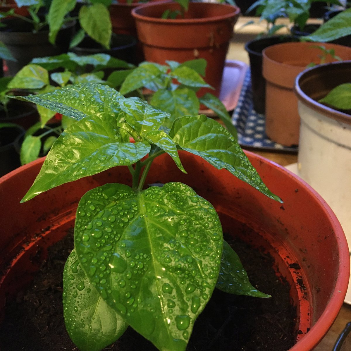 Orange Habanero plants on the go!! 😍😍😍
#chilliplants #homegarden #gardening #garden #Chillies