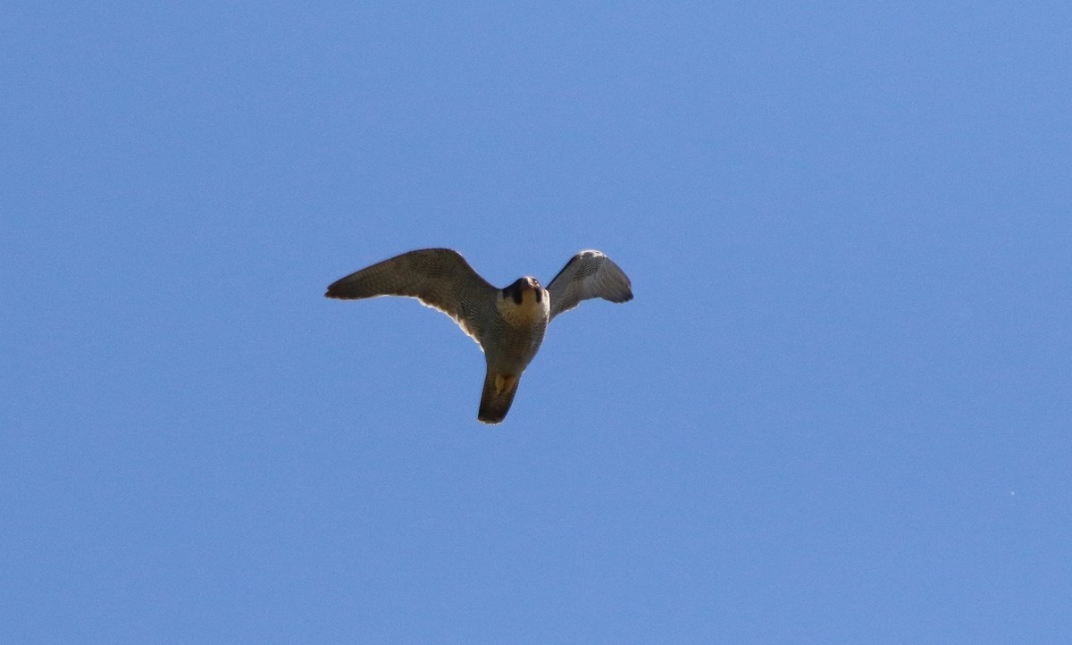 Michael04166819's tweet image. Continuing on the raptor theme this cracking Peregrine also put in a brief appearance over the garden @DurhamBirdClub @durhamwildlife @Natures_Voice @BTO_GBW @BirdTrack @Britnatureguide #birding #birdwatch #birdsofpray #birds