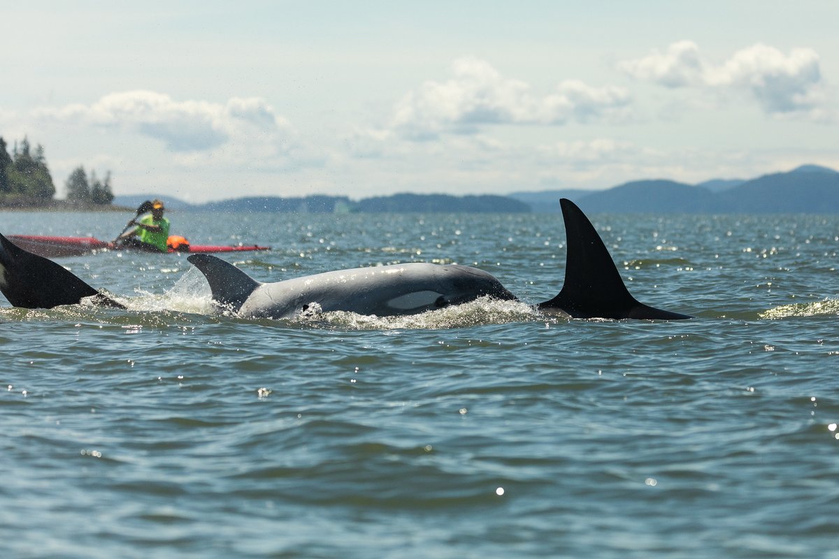 Orcas swim in Bellingham Bay with a kayaker in the background.