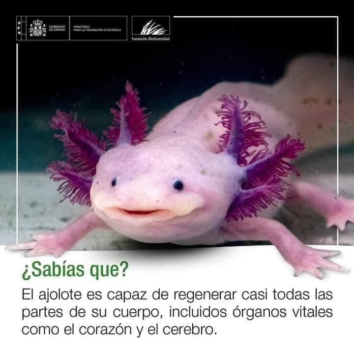 BiocaBiologia's tweet photo. https://t.co/prZohi8Olm