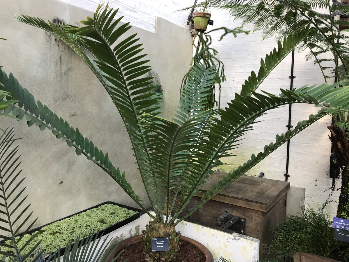 Thursday is the final day of this year’s Festival of Plants. Focussing on conservation, we will talk about some of the world's most endangered plants &amp; find out what CUBG &amp; other botanic gardens are doing to protect them. 

Please visit to find out more: tinyurl.com/yawfl4gu