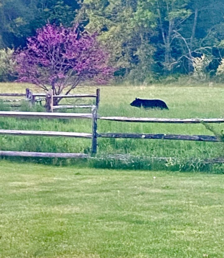 NewEraLB's tweet photo. Not far from where I live there was another bear sighting https://t.co/2Mi16VIREI
