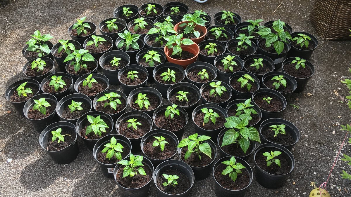 Orange Habanero, Scotch Bonnet &amp; Madame Jeanette plants!! #Gardening #HomeGarden #Chilli