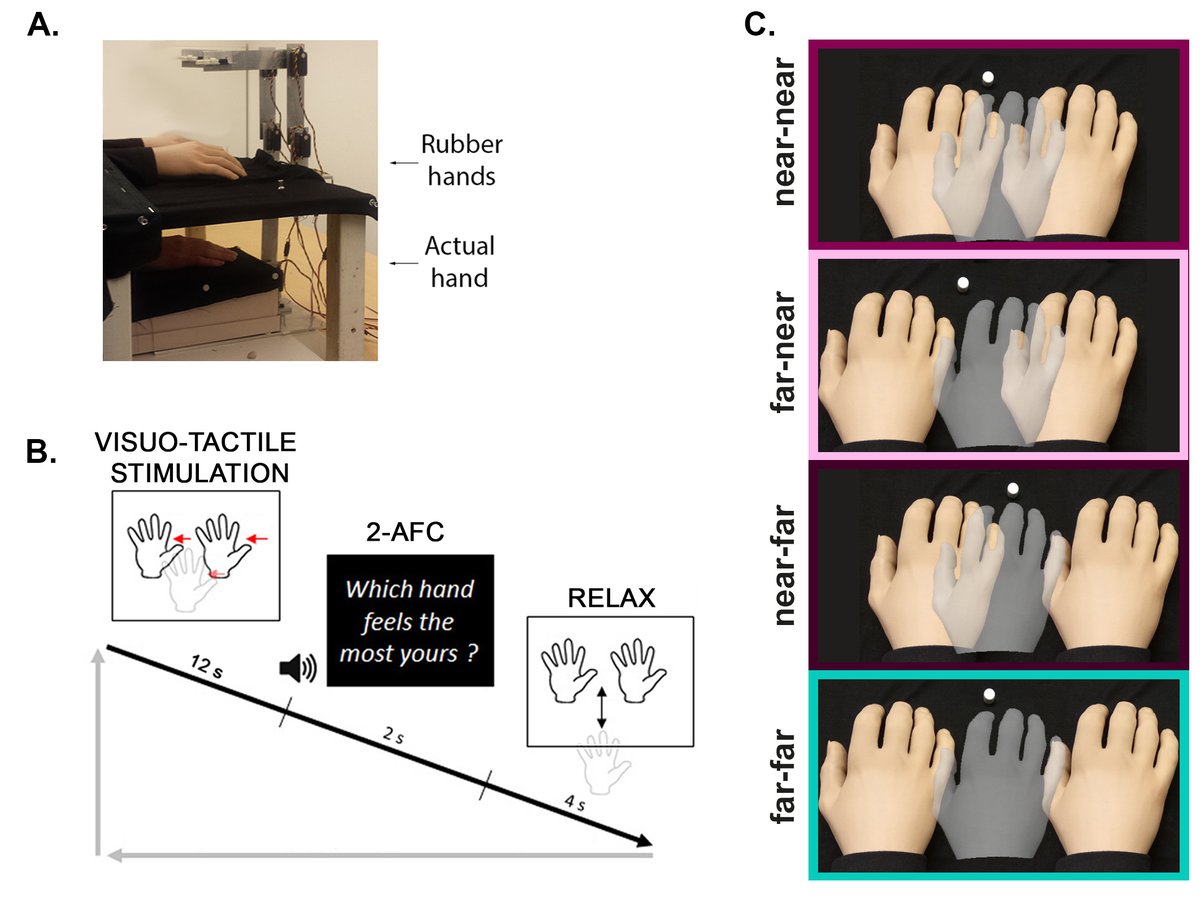 Everything happens! "Which hand is mine?..." 
Here's the preprint for our study <a href="/BrainSelf/">Brain, Body, and Self Lab</a> using a novel discrimination task to assess multisensory integration involved in the body ownership component in the rubber hand illusion: 
psyarxiv.com/thjer

*Danse de la joie*