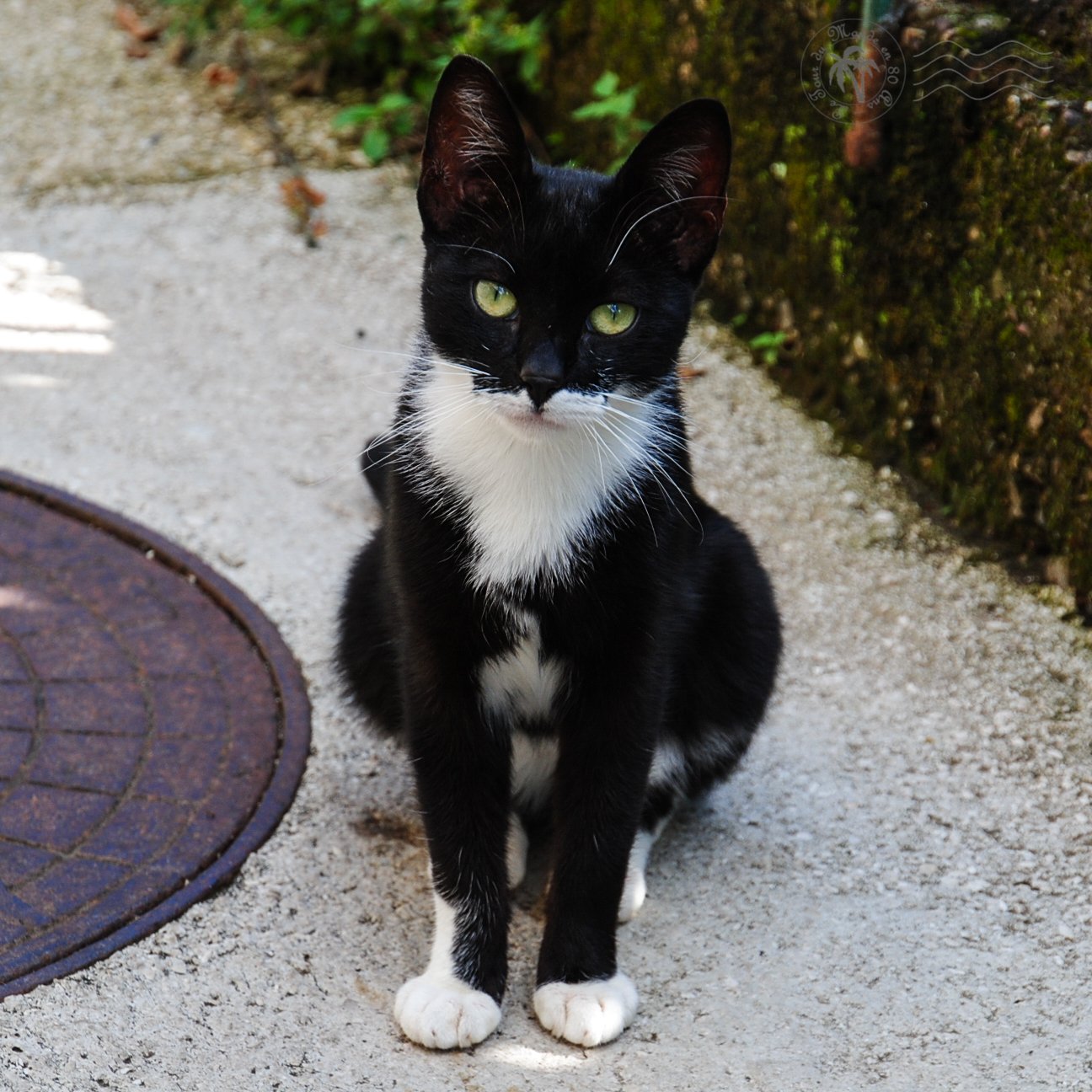 Le Tour Du Monde En 80 Ans Mercredimenagerie On A Trouve Le Chat De Batman A Hercegnovi Comme Partout Au Montenegro Les Chats Sont Rois Voir L Article