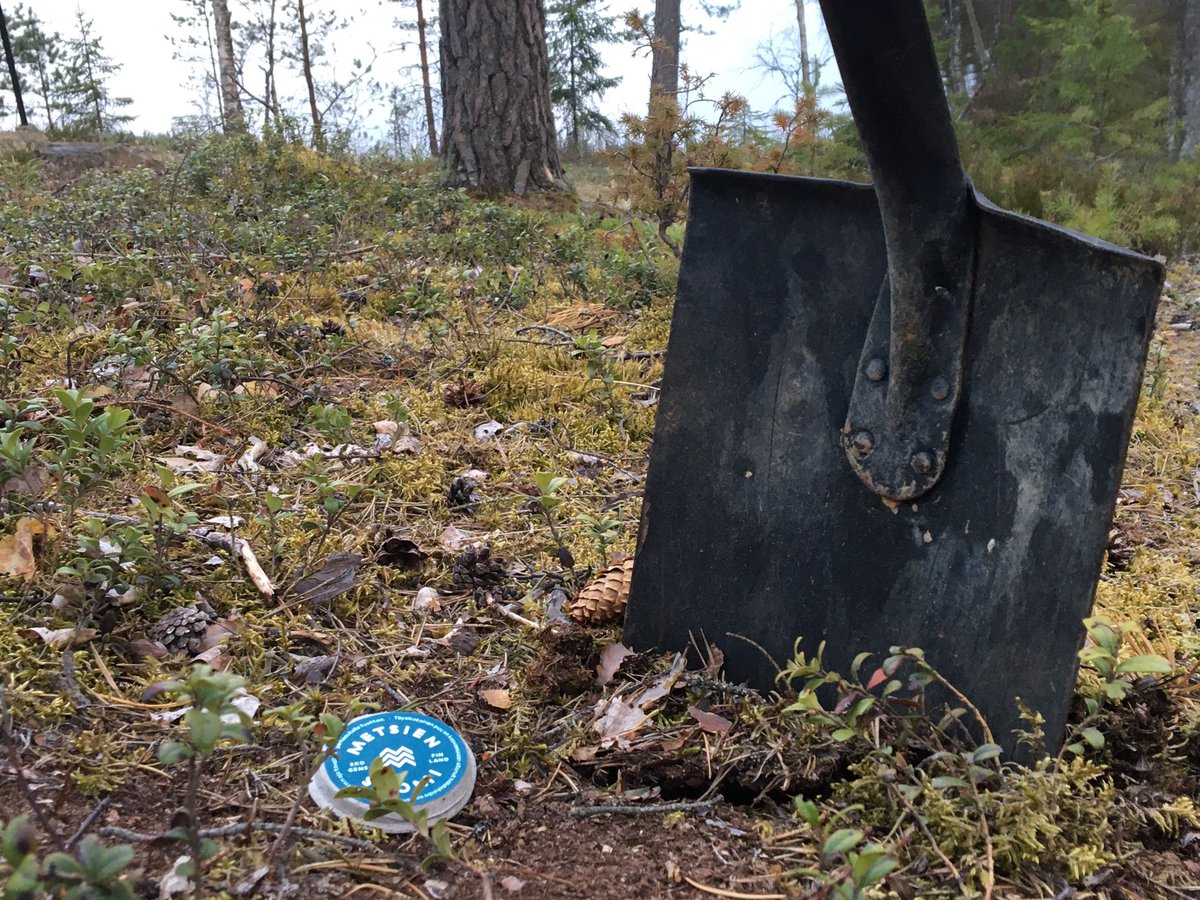 Oma ilmastoteko tehty ja yksi uusi hiiltä sitova puu nyt kasvamassa mökkirannassa. #metsiensuomi siemenkiekkoja edelleen saatavilla ilmaiseksi #krauta liikkeissä ympäri maan - suosittelen! #metsä #kaikessamukana