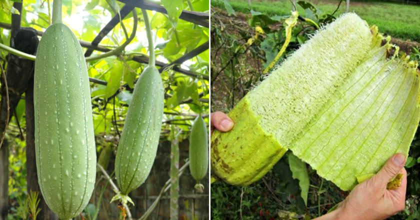 Кроме того, что плоды люффы остроребристой (Luffa acutangula) едят сырыми, варёными или тушёными и консервируют, губку, извлечённую из высохших плодов, используют для изготовления мочалок, матрацев, фильтров, изоляционного материала, ковриков, головных уборов и тп.