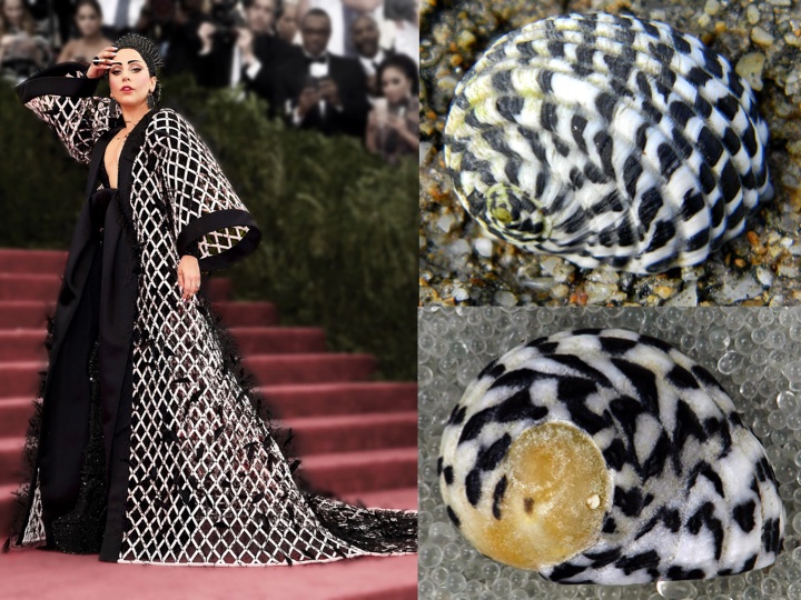 Malacology Meets Mode. It's  @ladygaga as shells, identified by  #NHMLA Malacologist Dr. Jann Vendetti! Which one do you think is a perfect match?First up: 𝘕𝘦𝘳𝘪𝘵𝘢 𝘵𝘦𝘴𝘴𝘦𝘭𝘭𝘢𝘵𝘢