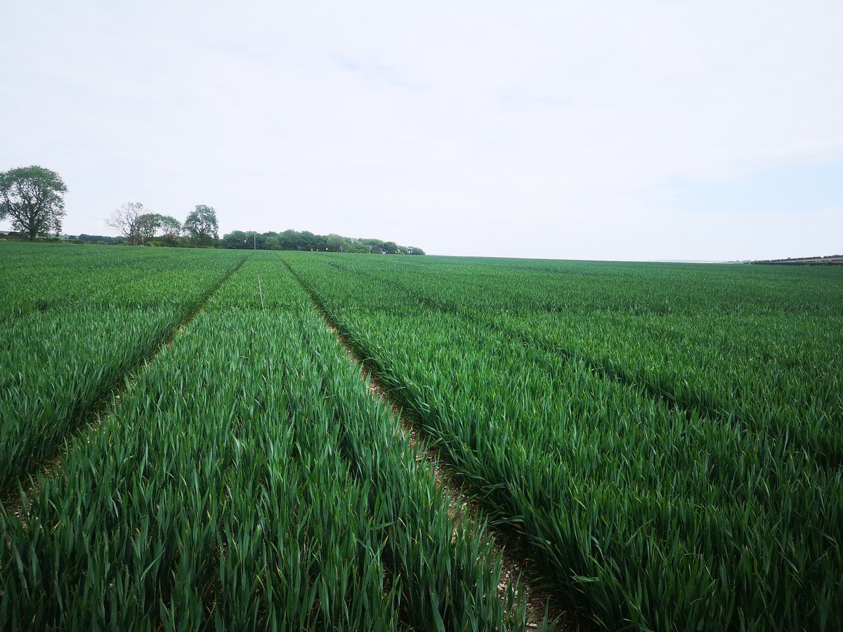 r_tunnicliffe12's tweet photo. Another day, another disease assessment and for a change the sun wasn't shining... It. Was. Bliss #agronomy #croptrials #varieties #sundodger https://t.co/Uo3OXNYYfd