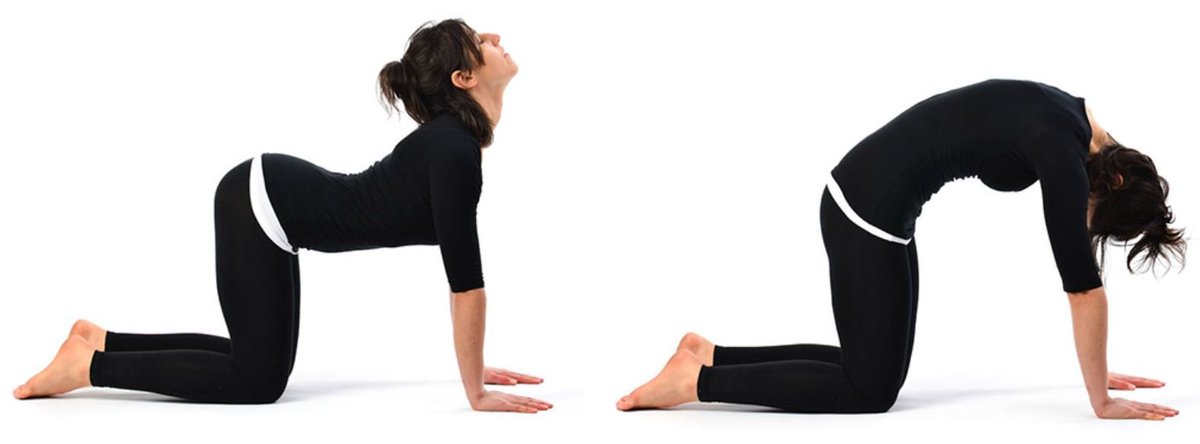  #Cow Pose aka Bitilasana &  #Cat Pose aka Marjariasana. Usually these two are done together. It helps in spine flexibility. The breathing exercise attached with this helps in relaxation. This is common posture in which the cow stands and cat stretches.