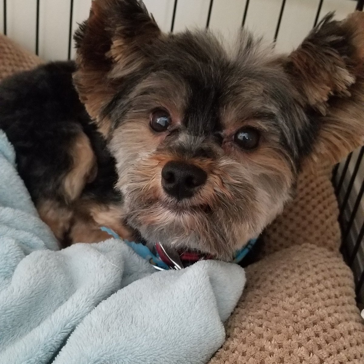 Kimoreena's tweet image. Someone got his hair cut! #MrDarcy #ModDog