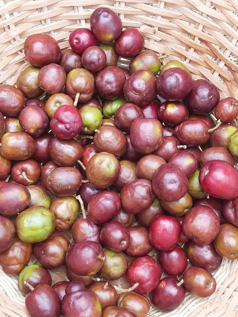 Coming in season!   Umm so good ...Delicious fruit, spectacular views, gentle breezes and spacious villas at Castles... What more do you need...