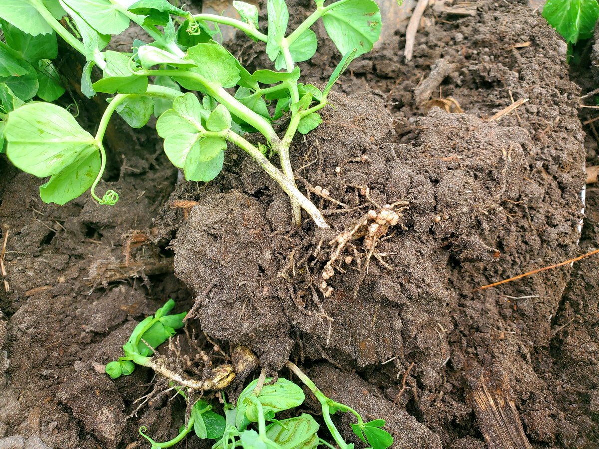 StollerOntario's tweet photo. Out checking out some peas that needed a winter coat a few weeks ago to help get through that frost. Seeing excellent plant health, roots and nodulation. All known side effects of #BioForge, #BioForgeAdvanced and #Stimulate! https://t.co/ByPrBeUbM6